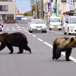 JAPON : Les ours font fermer les écoles du pays