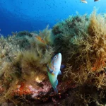UE / CLIMAT : les mers en surchauffe