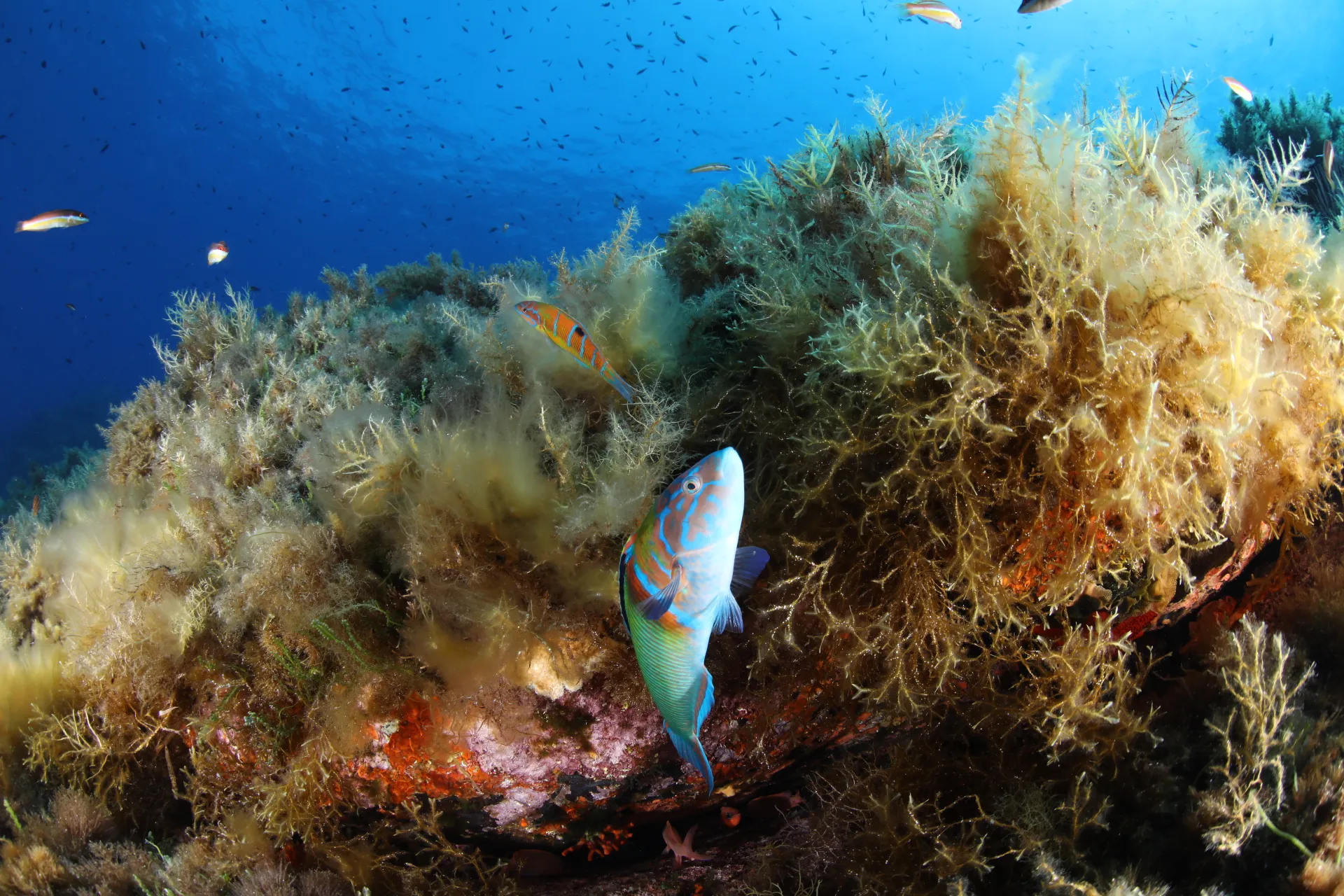 UE / CLIMAT : les mers en surchauffe